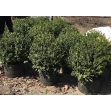 Landscapehub Nursery Availability For Hines Growers Winters Ca Treetown Usa