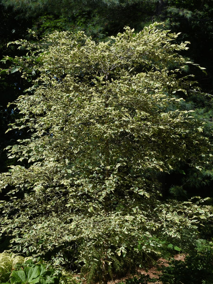 Shiloh Splash Variegated River Birch 'Shiloh Splash' River Birch NC