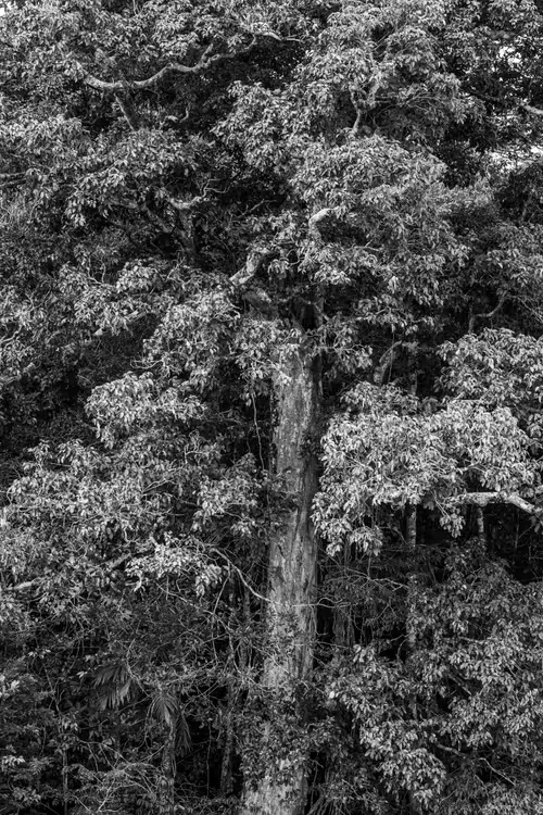 Ancestral Silence