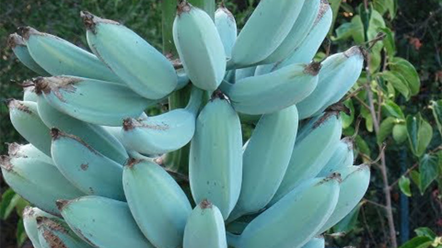 This banana taskes like ice cream This banana taskes like ice cream