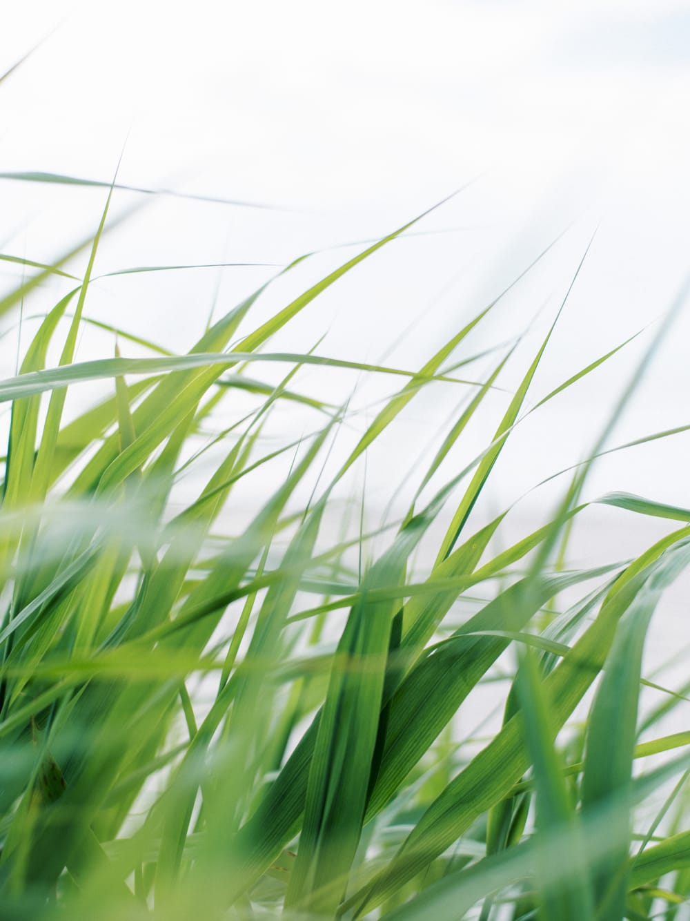 Joakim × Anna — Bröllopsfotograf och familjefotograf i Skåne och på Bjäre — Familjefotografering på stranden, image 34