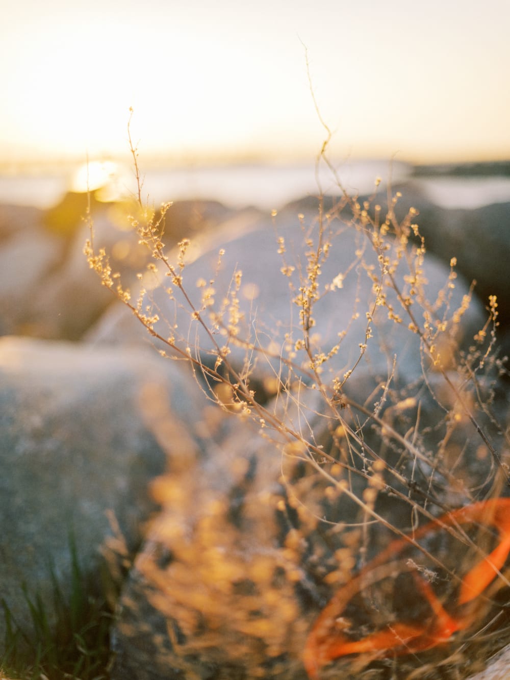 Joakim × Anna — Bröllopsfotograf och familjefotograf i Skåne och på Bjäre — Porträttfotografering vid havet, image 9