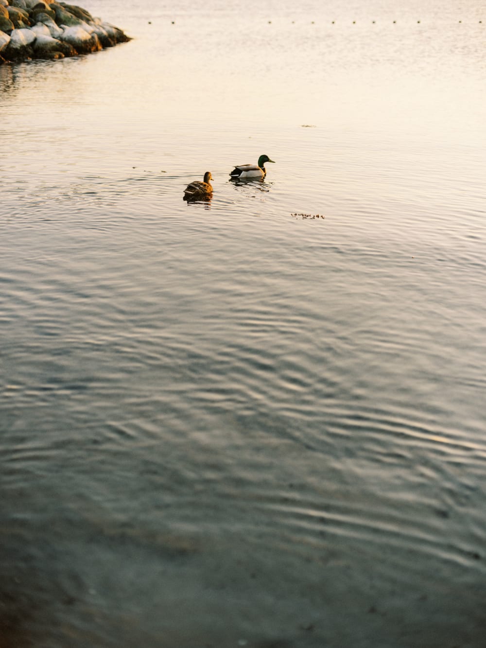 Joakim × Anna — Bröllopsfotograf och familjefotograf i Skåne och på Bjäre — Porträttfotografering vid havet, image 20