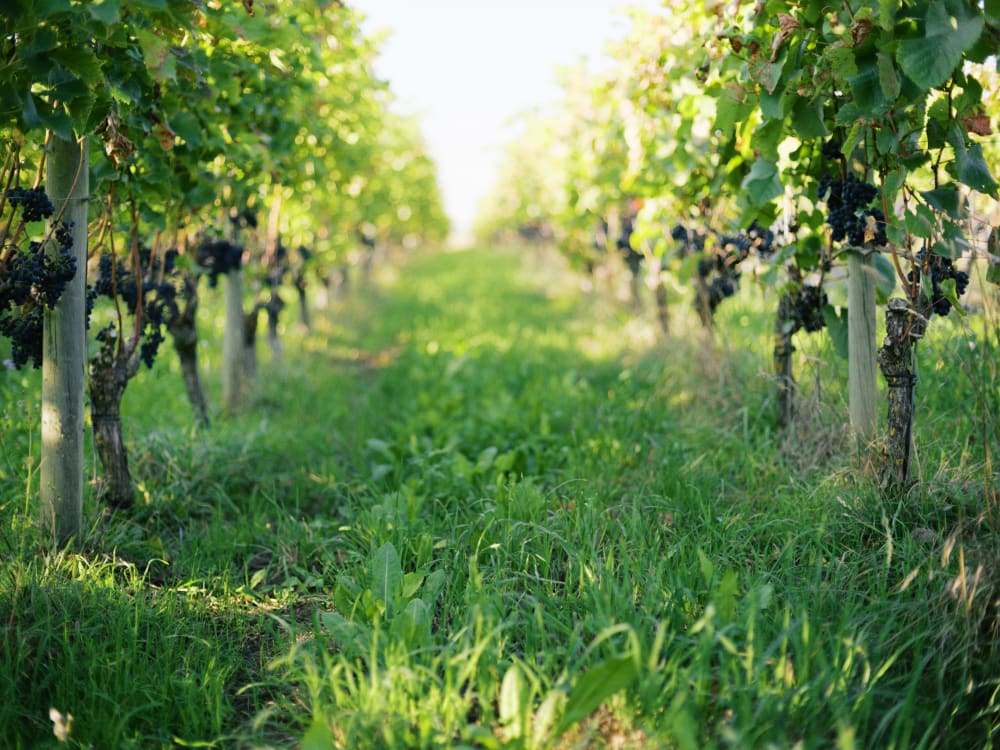 Joakim × Anna — Bröllopsfotograf och familjefotograf i Skåne och på Bjäre — Bröllopsporträtt på Flädie Mat och Vingård, image 1