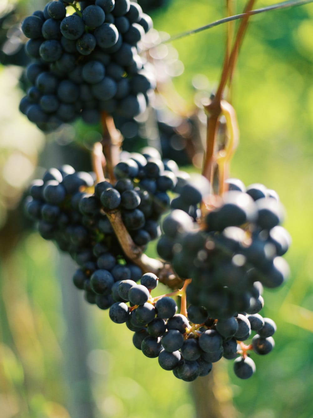 Joakim × Anna — Bröllopsfotograf och familjefotograf i Skåne och på Bjäre — Bröllopsporträtt på Flädie Mat och Vingård, image 19
