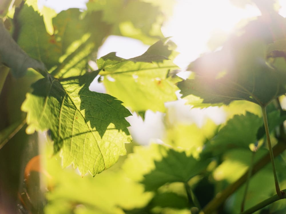 Joakim × Anna — Bröllopsfotograf och familjefotograf i Skåne och på Bjäre — Bröllopsporträtt på Flädie Mat och Vingård, image 39