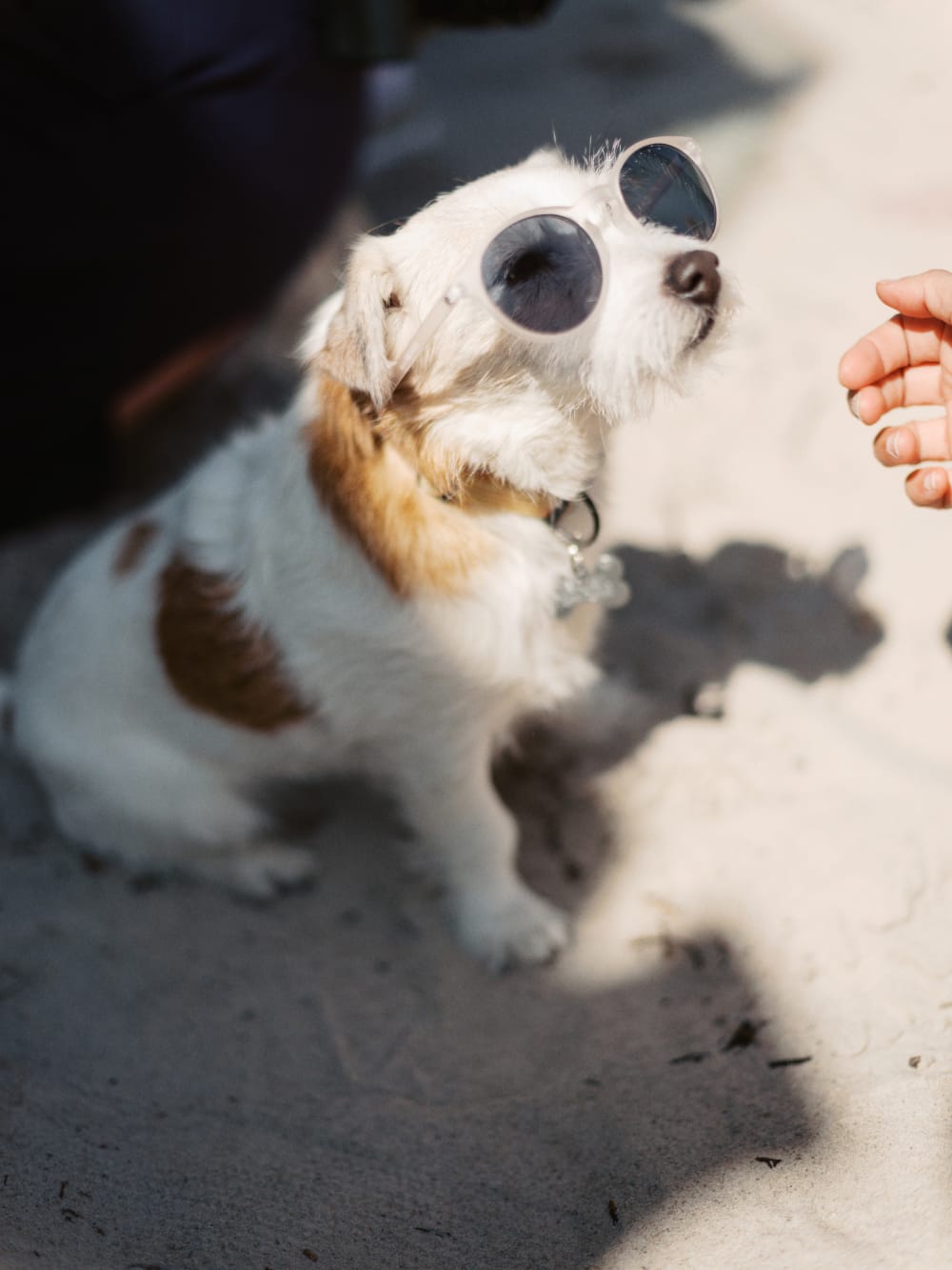 Joakim × Anna — Bröllopsfotograf och familjefotograf i Skåne och på Bjäre — Familjefotografering vid havet, image 10