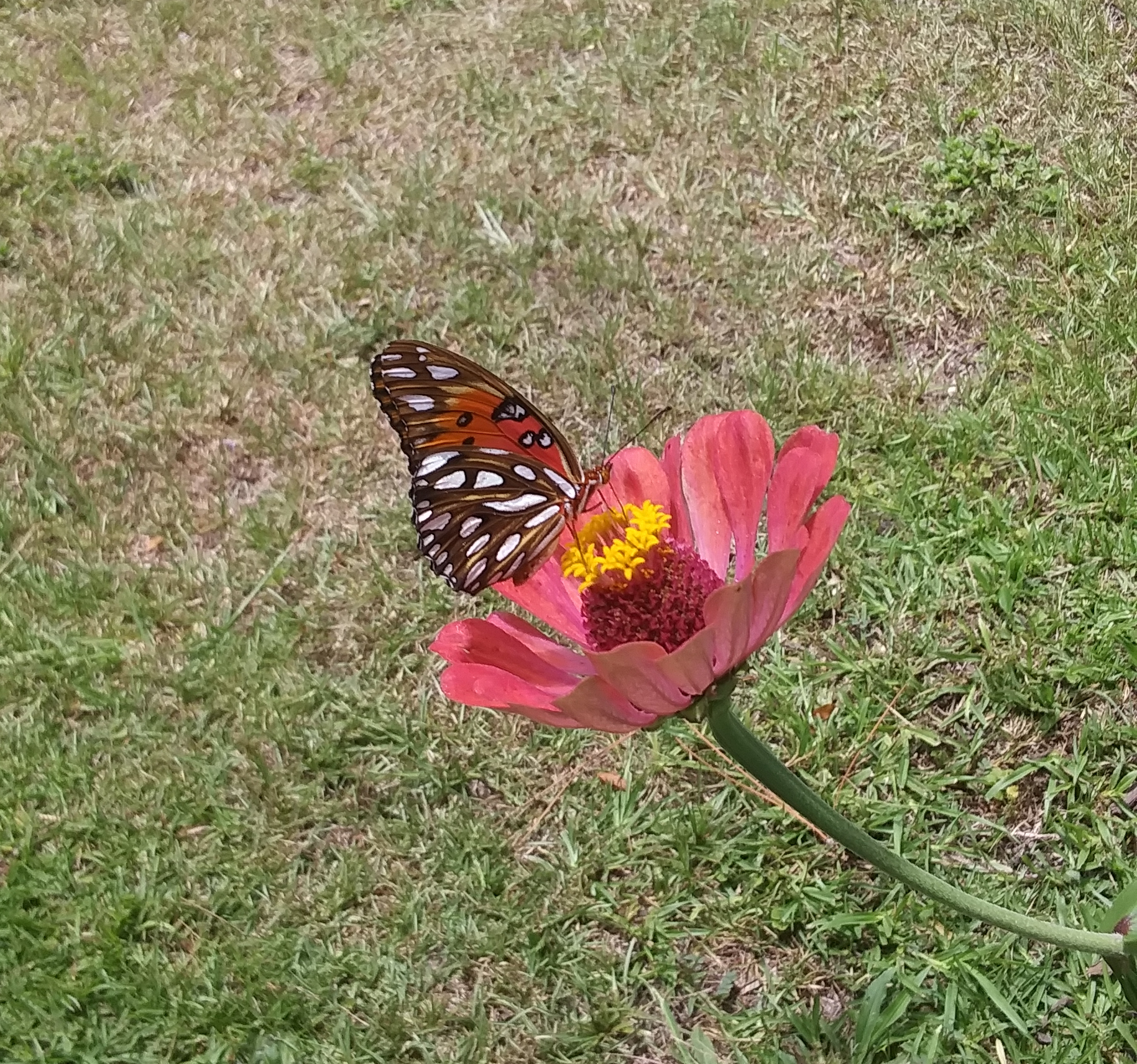 Monarch Butterfly Video