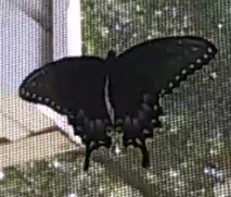 First Black Swallowtail Butterfly! (Updated 07/10/24)