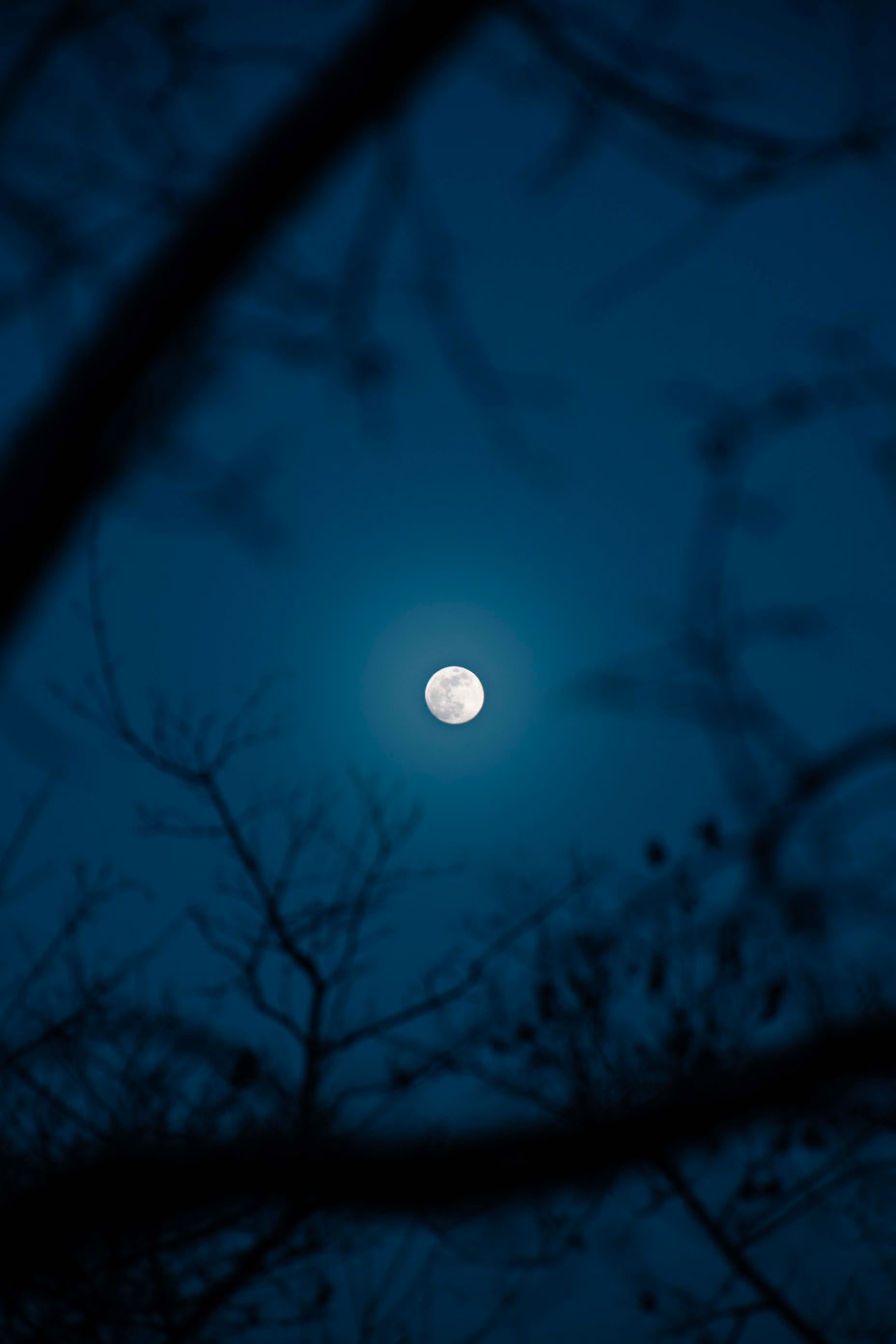 Moon surrounded by tree brances