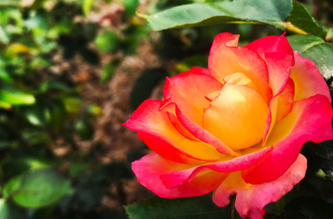 Pink and orange flower