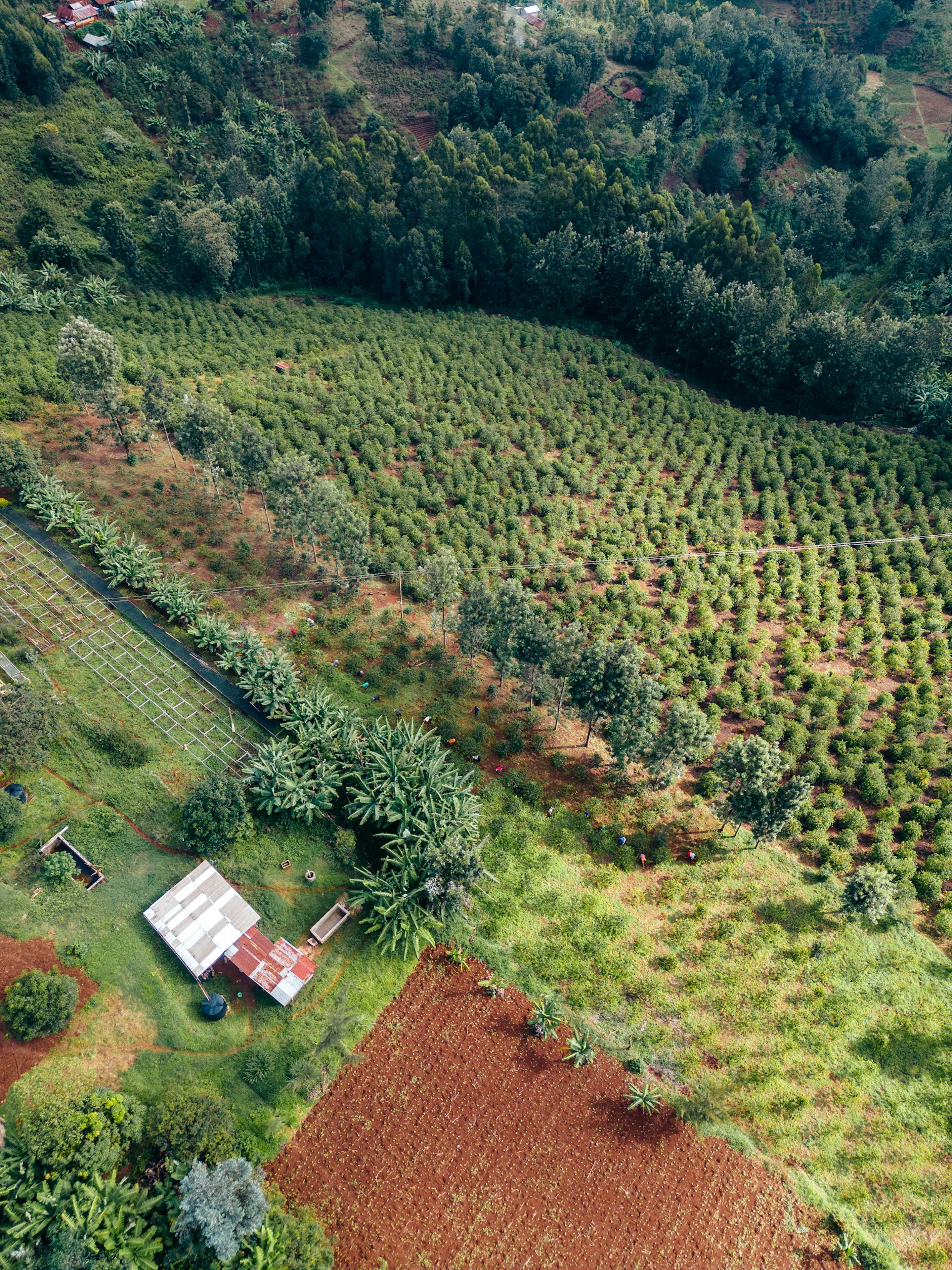 Ngacha Coffee Estate