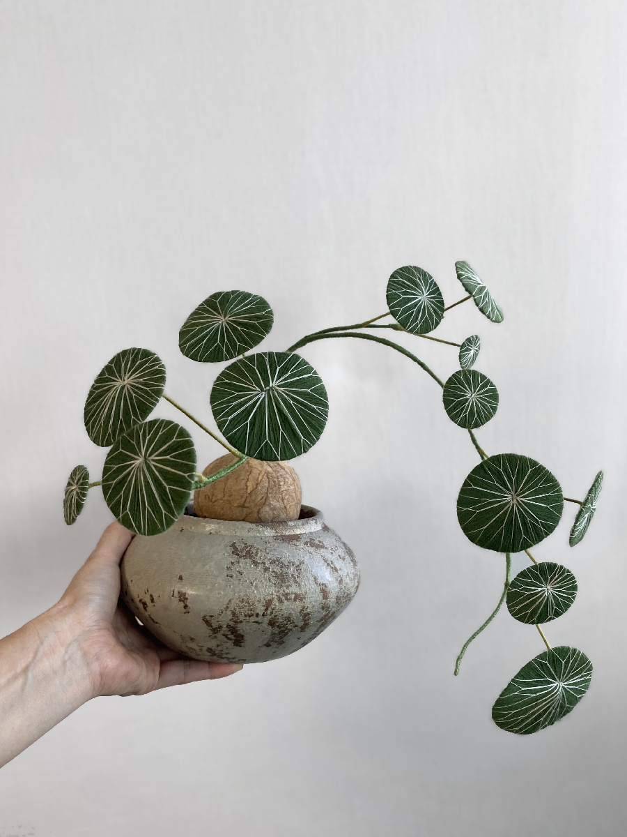 레이지 가드너 — Stephania Erecta