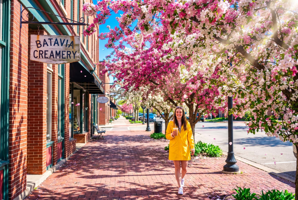 Bright pink and white crabapple blossoms canopy a brick downtown sidewalk in Batavia. A young woman in a yellow rain slicker walks beneath them with an iced coffee.