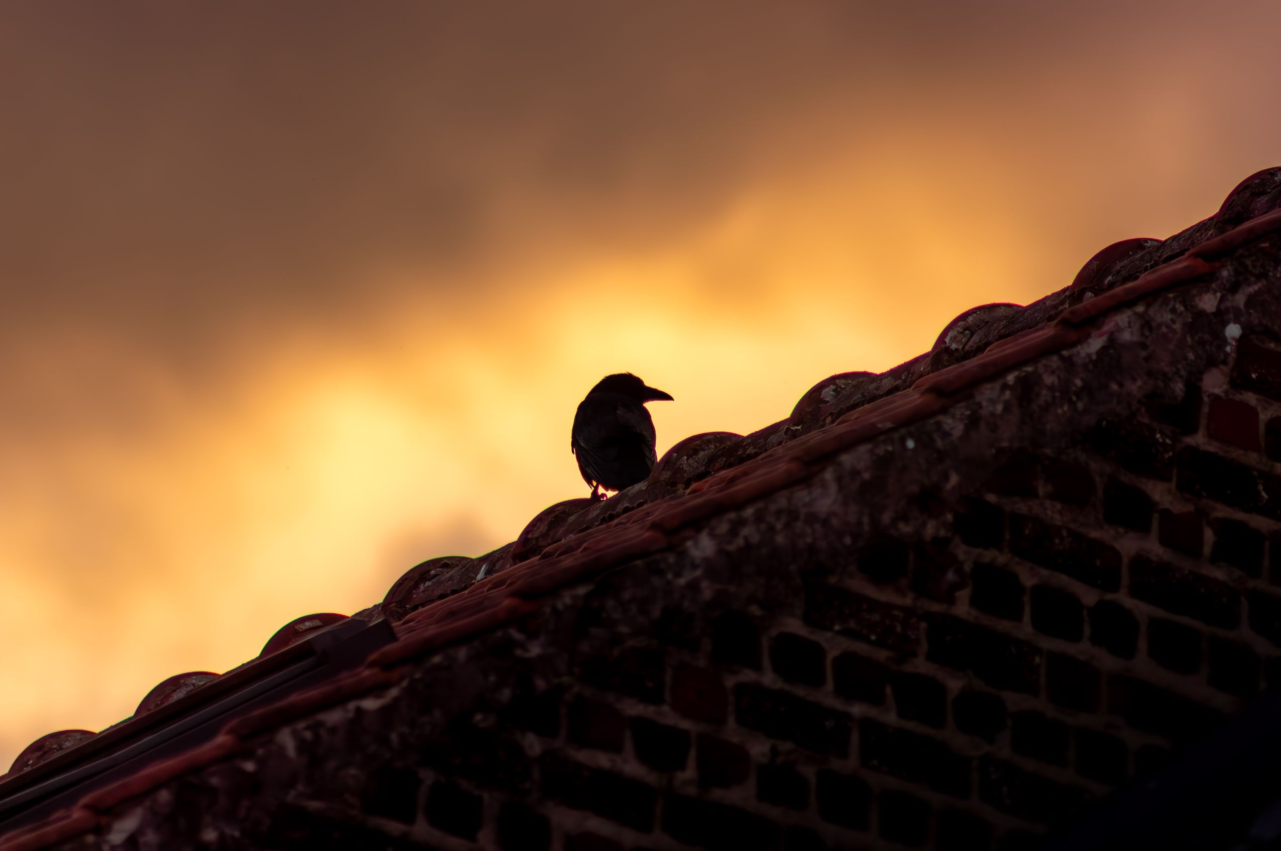 gazing into the rising sun — wildlife photography by Ferdia Kavanagh