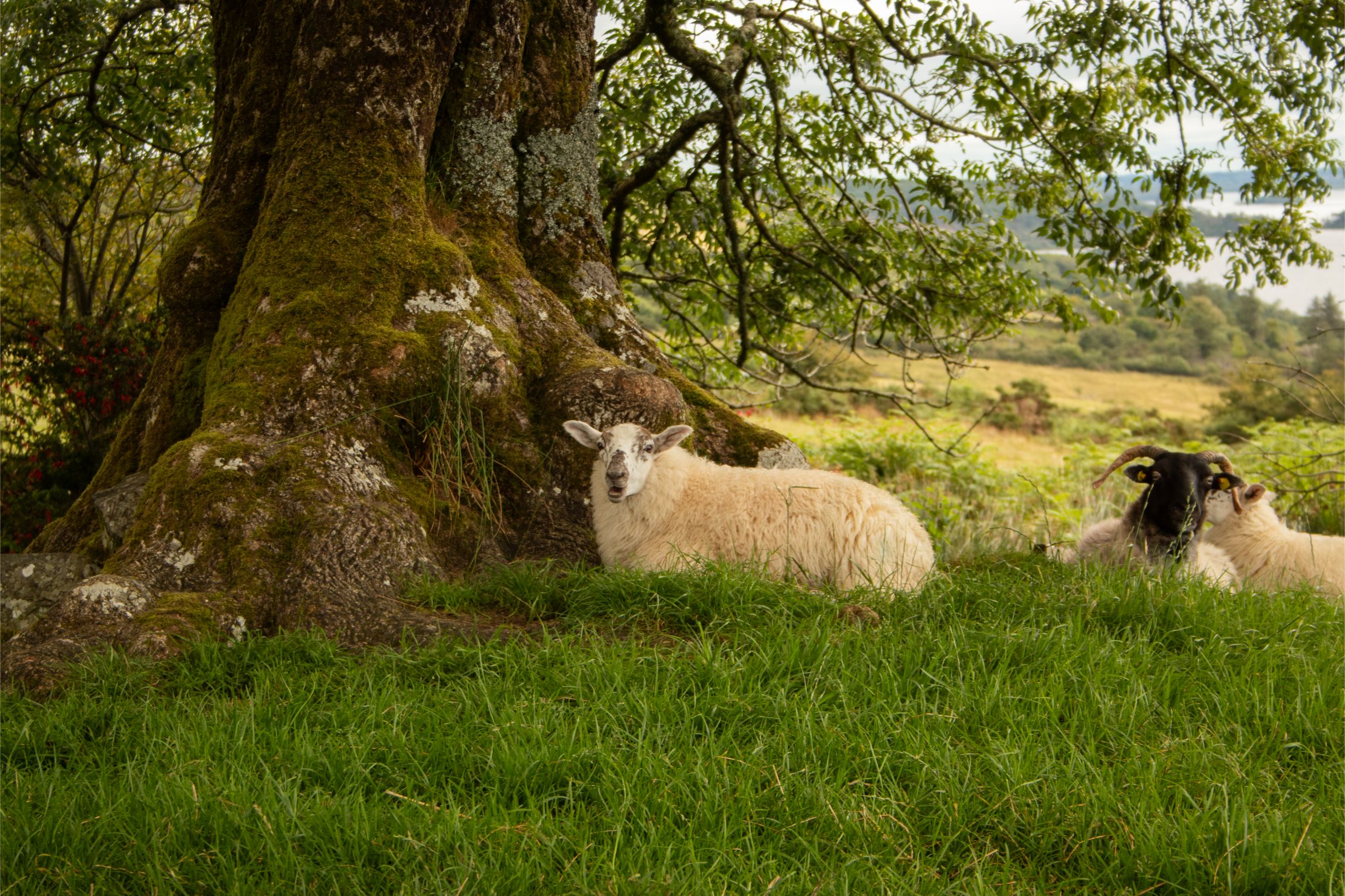 gazing in the shadow — wildlife photography by Ferdia Kavanagh