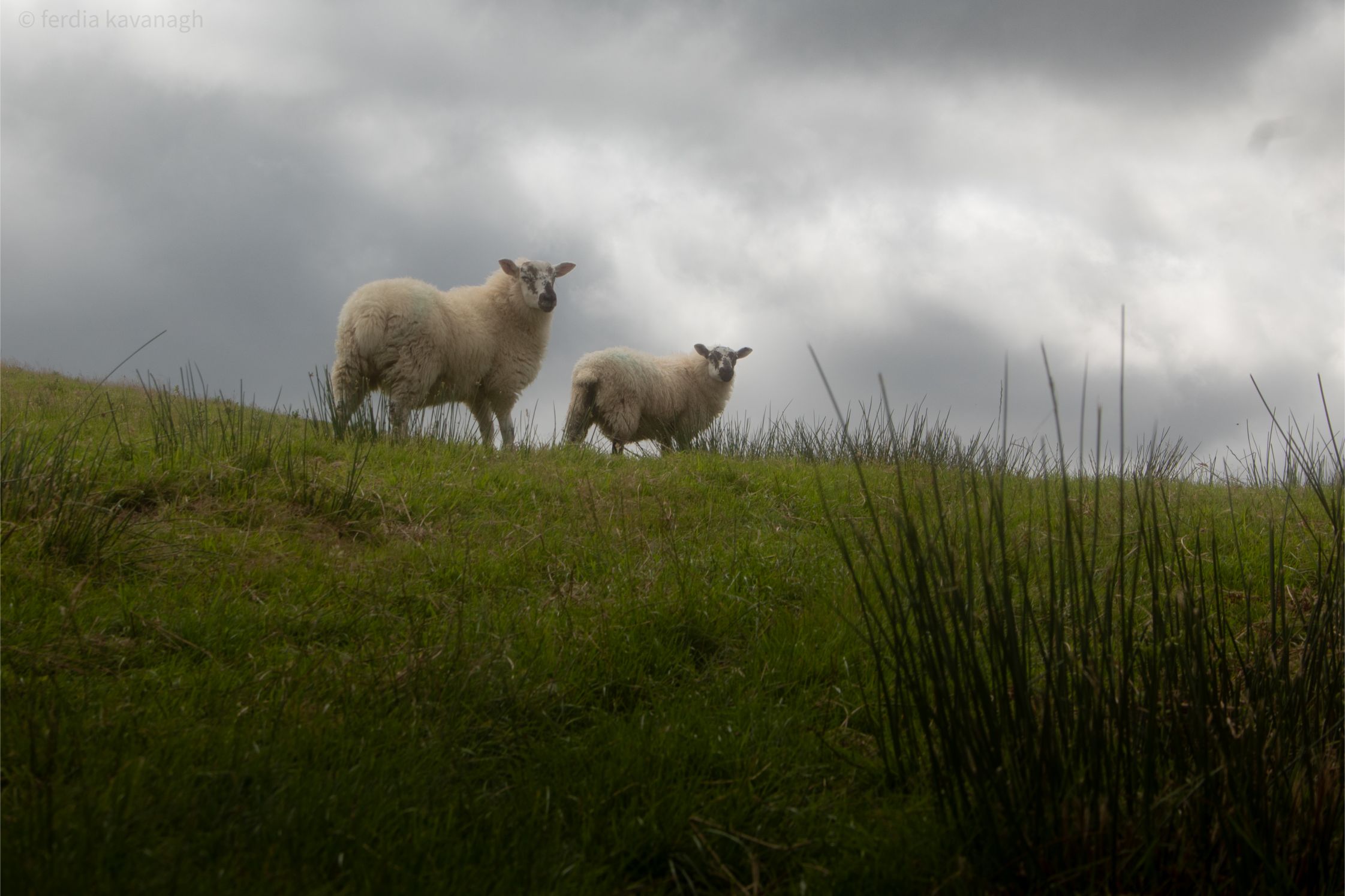 on top of the world — wildlife photography by Ferdia Kavanagh