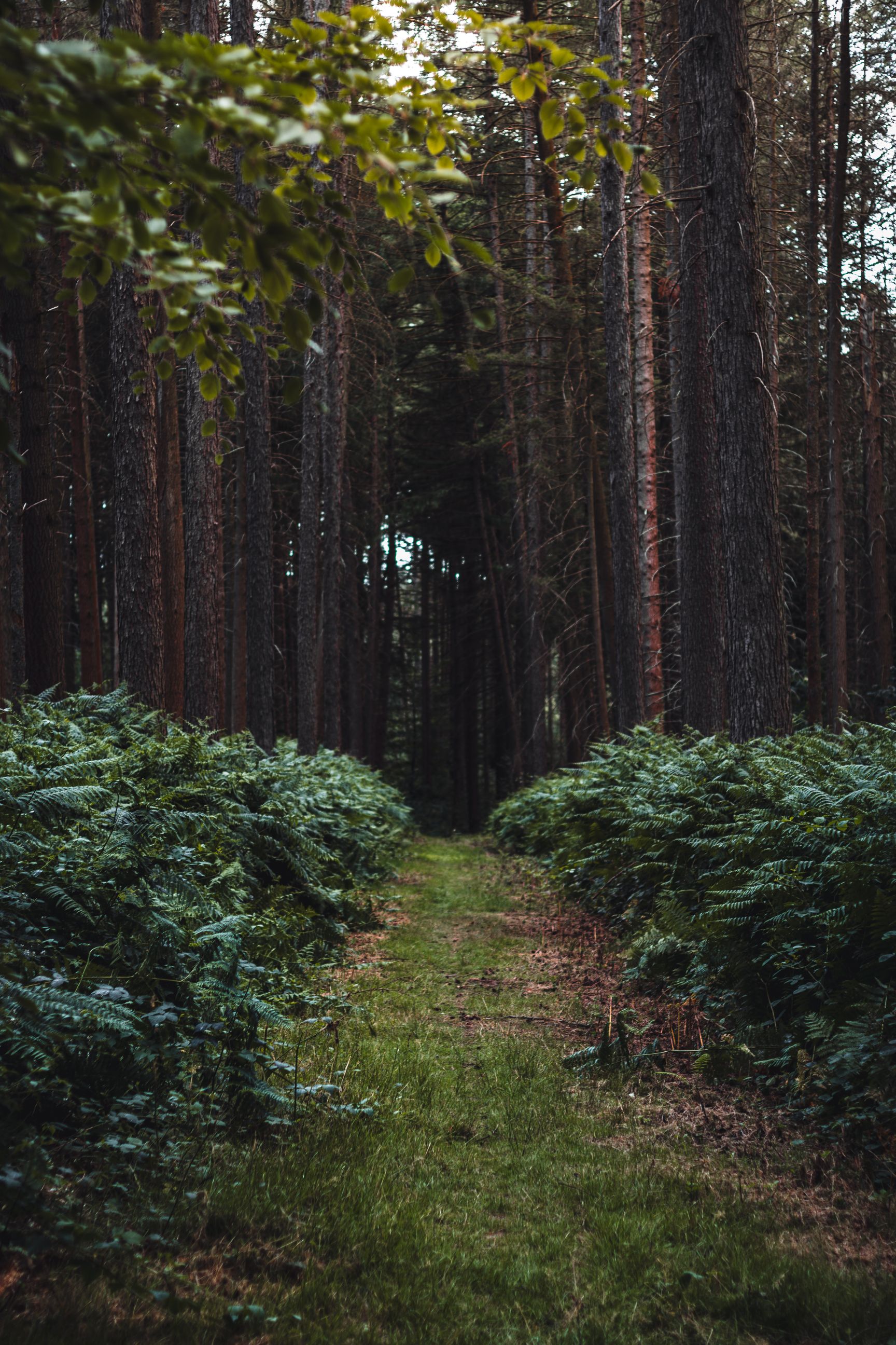 the dark forrest — landscape photography by Ferdia Kavanagh
