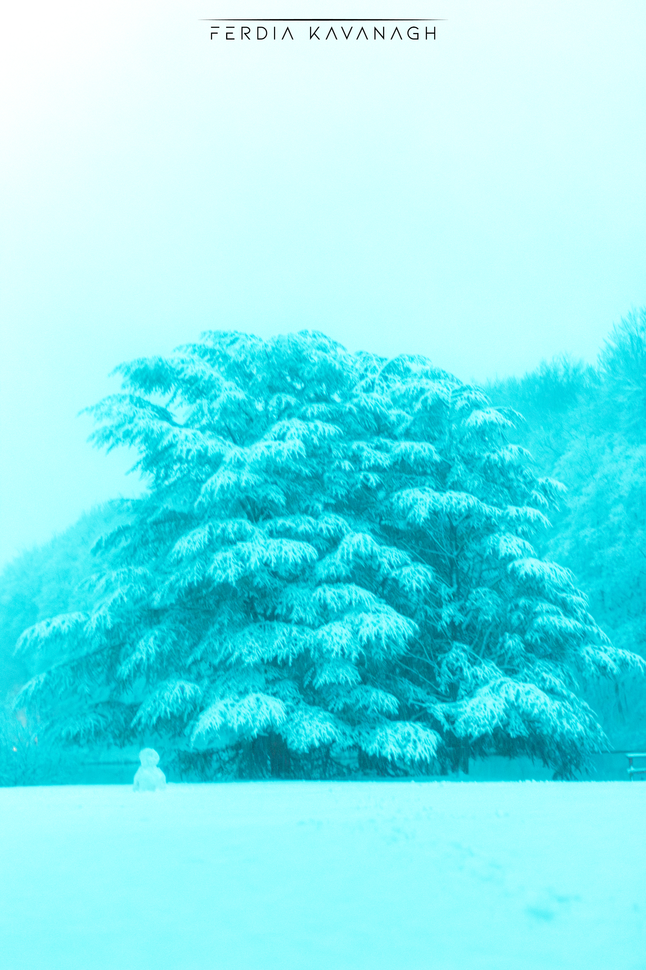 Standing tall amid the snow — landscape photography by Ferdia Kavanagh