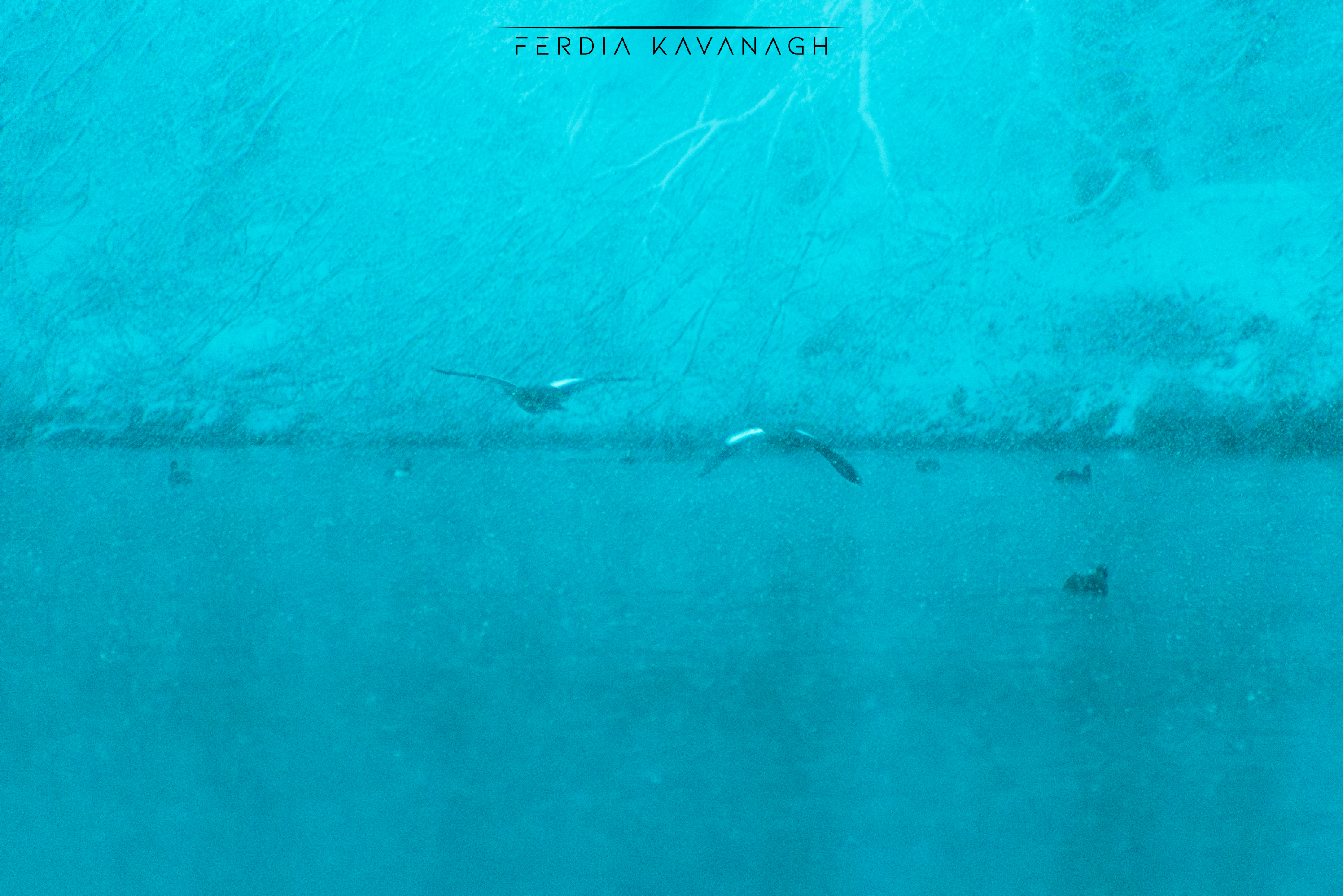 taking flight on a busy dawn — landscape photography by Ferdia Kavanagh