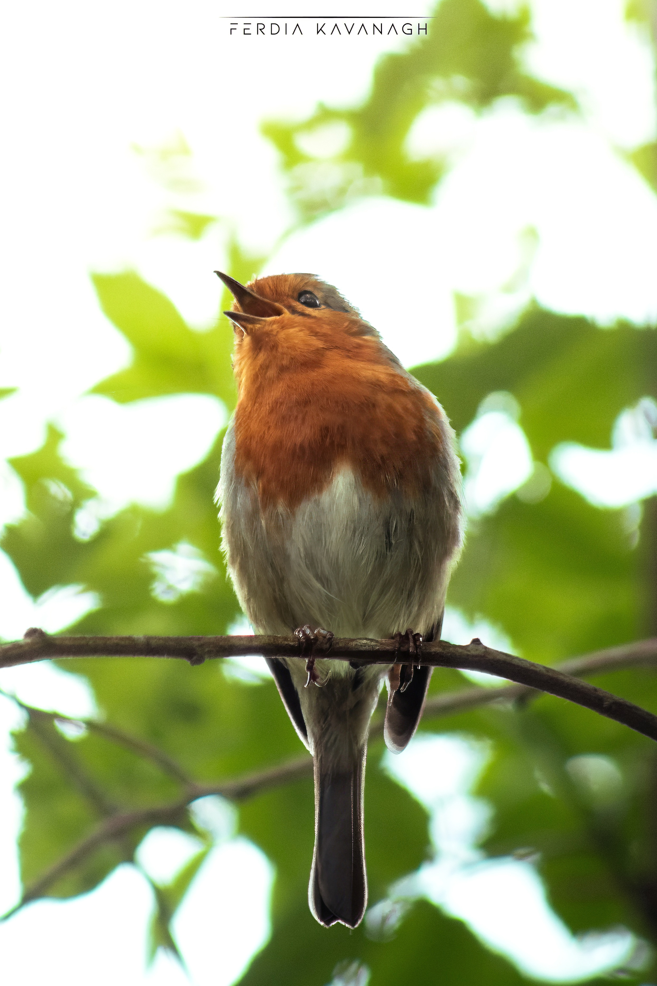 I was walking past when i heard it, the chirps of a robin.