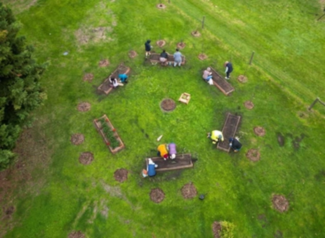 Top-down view of flowers growing naturally in the Mornington Green garden.