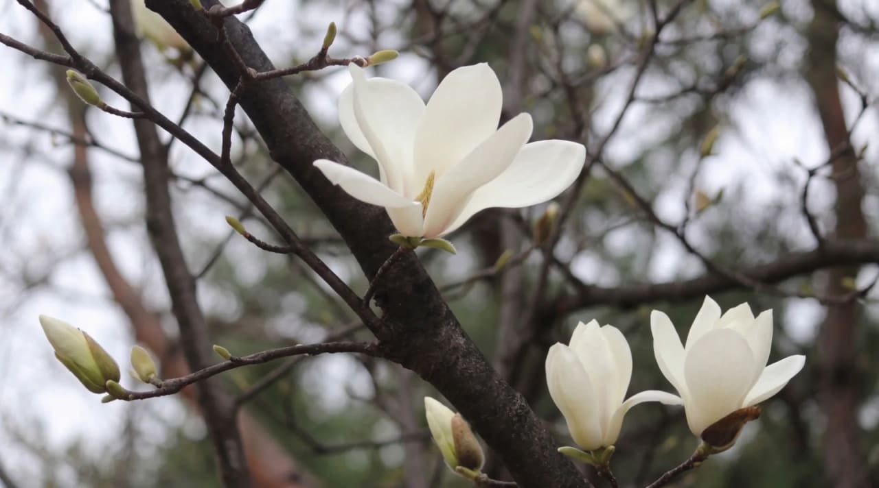 A white magnolia tree in bloom at Mornington Green Living Legacy Gardens.