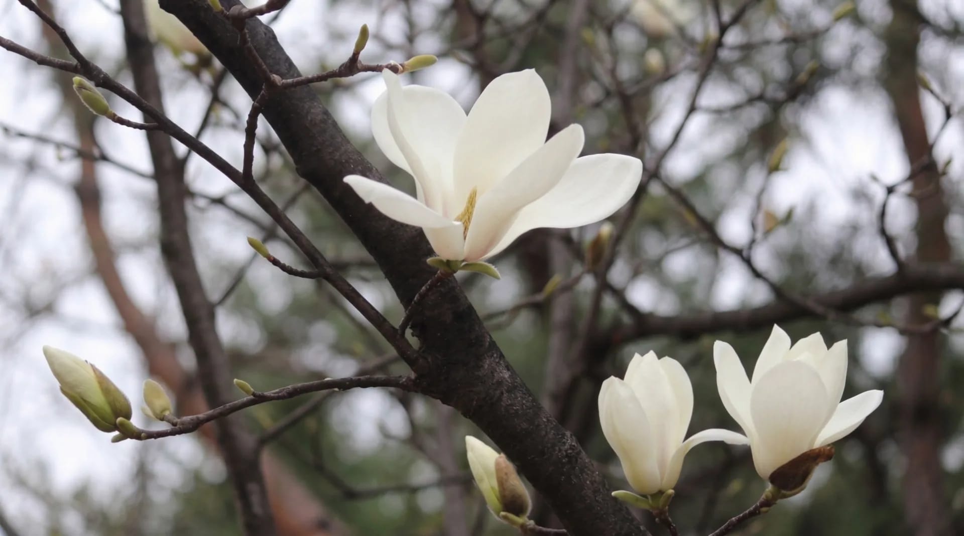 A white magnolia tree in bloom at Mornington Green Living Legacy Gardens.