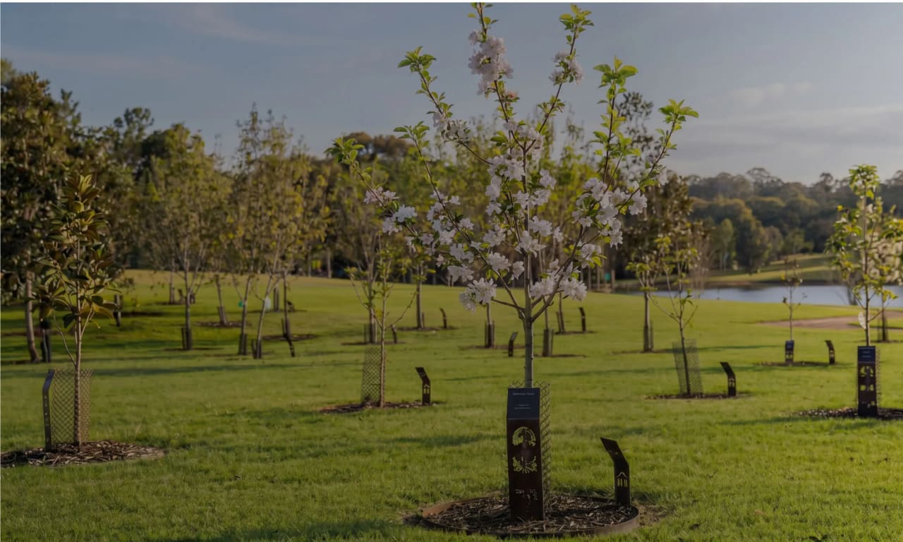 Blossoming memorial trees with bronze markers across the Living Legacy Garden at Mornington Green.