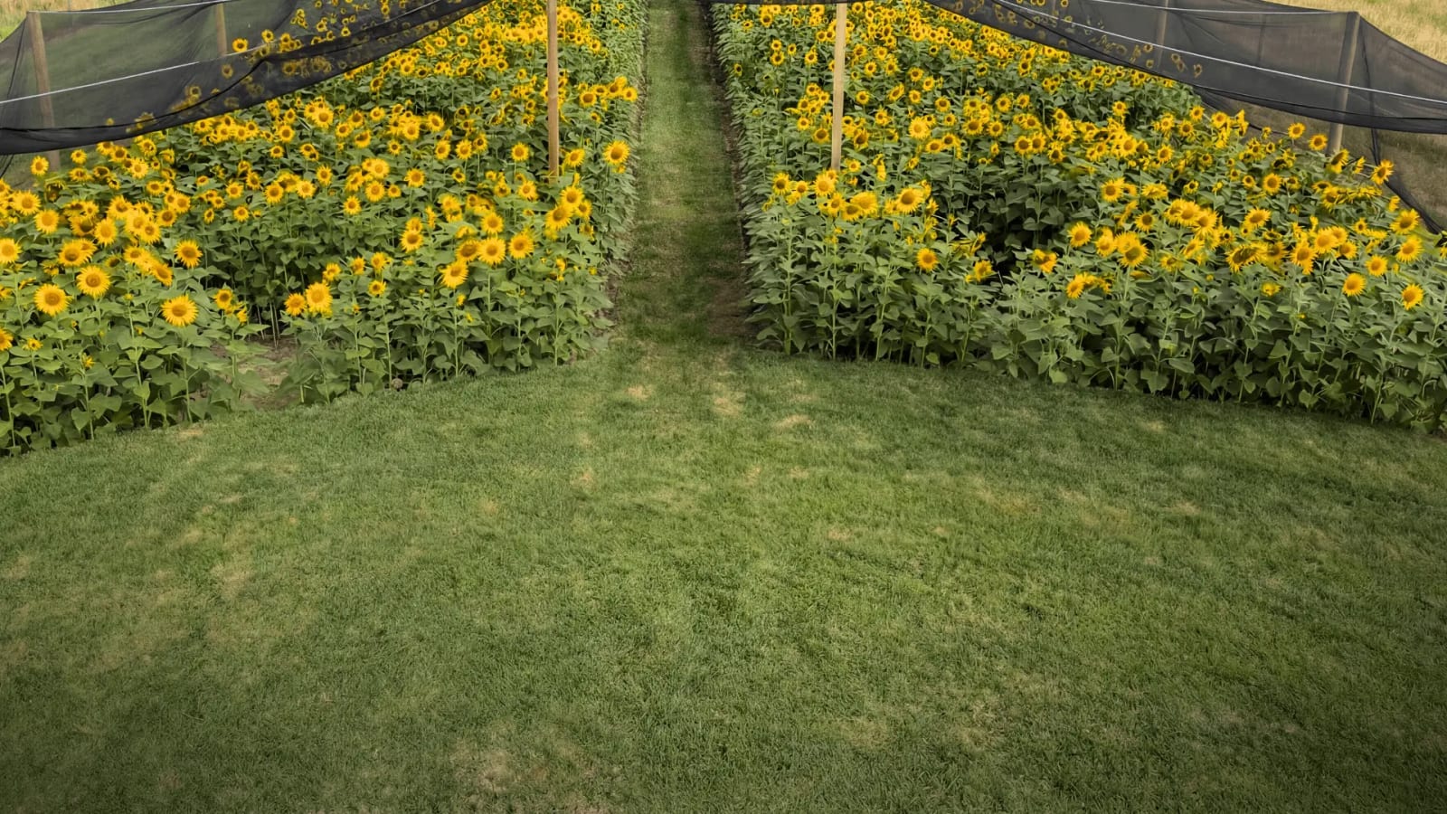 A field of giant sunflowers in full bloom at Mornington Green Living Legacy Gardens.