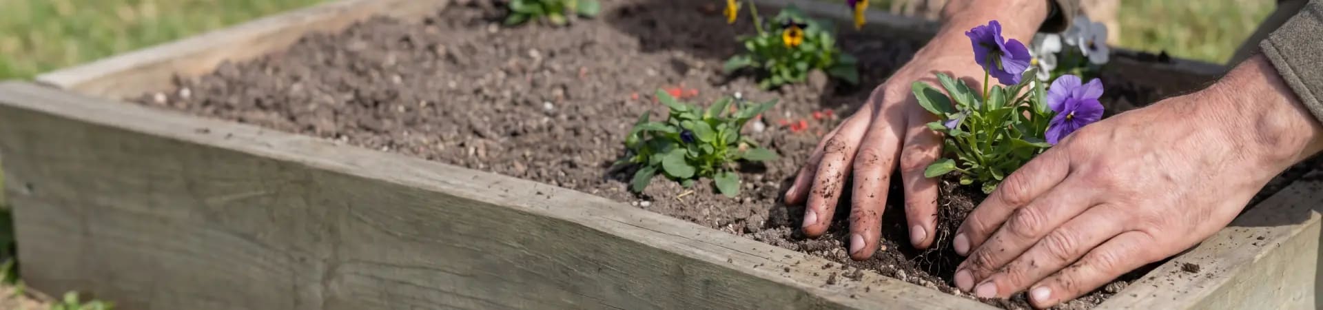 Close-up of hands touching soil while planting in the Mornington Green garden.