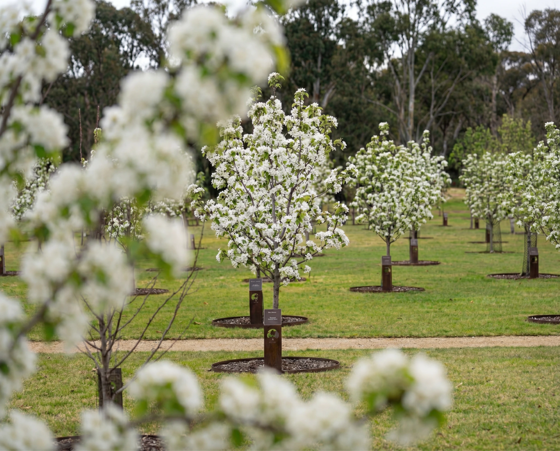Flowering trees at Mornington Green on a spring morning