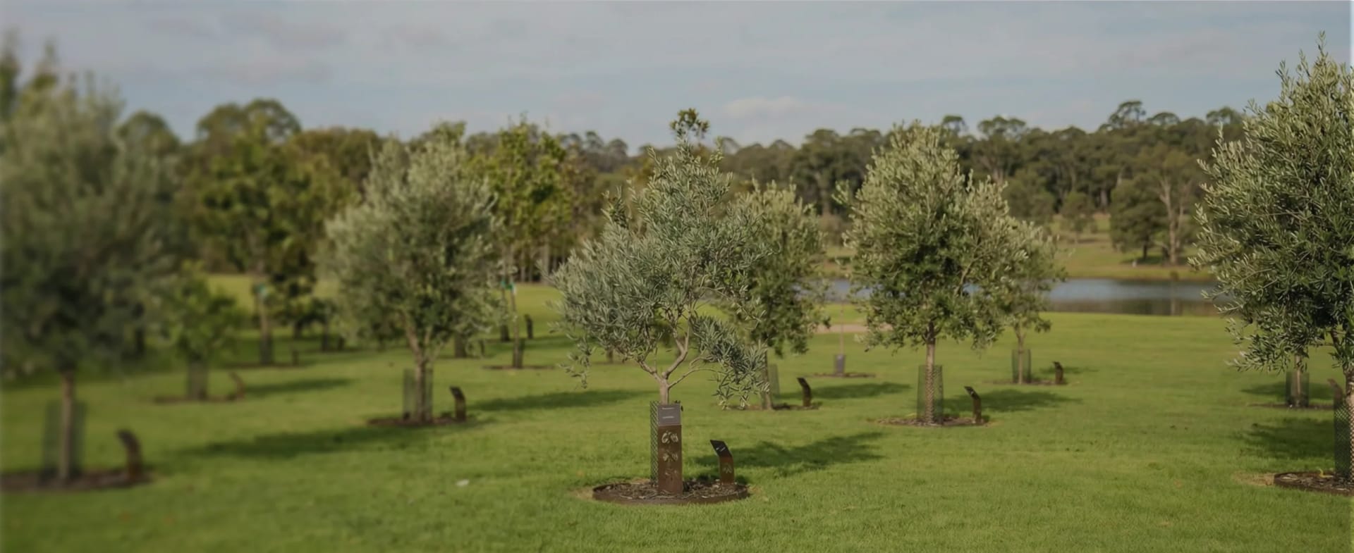 Olive memorial trees with bronze markers spread across the Mornington Green Living Legacy Gardens by the lake.