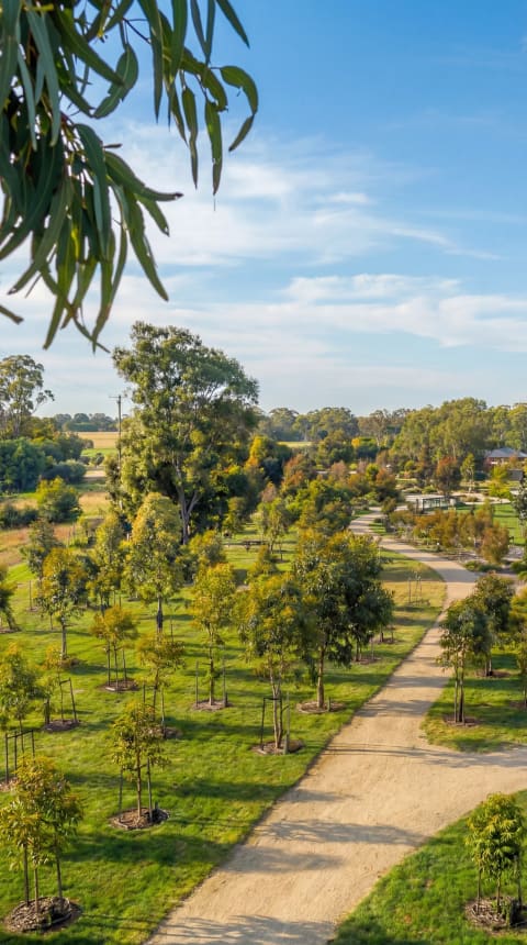 Aerial view of garden paths winding through the memorial trees at Mornington Green, framed by eucalyptus leaves.