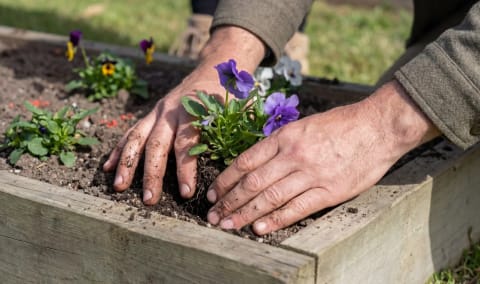Hands pressing a purple pansy seedling into soil during a flower planting day at Mornington Green.