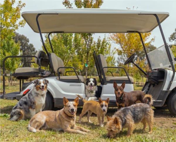 A group of dogs resting together on the grass in the Mornington Green pet garden.
