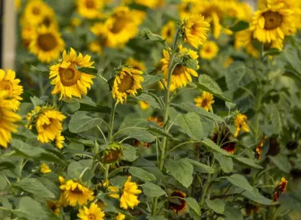 Sunflowers in full bloom across the Mornington Green garden.