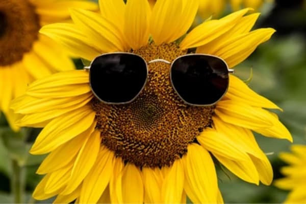 Close-up of a sunflower in bloom at Mornington Green.