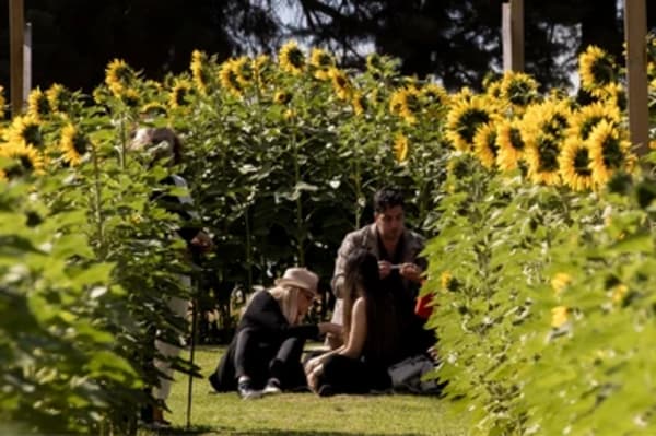 A visitor surrounded by tall sunflowers in the Mornington Green garden.