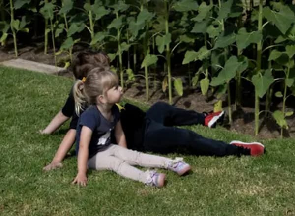 Visitors standing together in the Mornington Green sunflower garden.