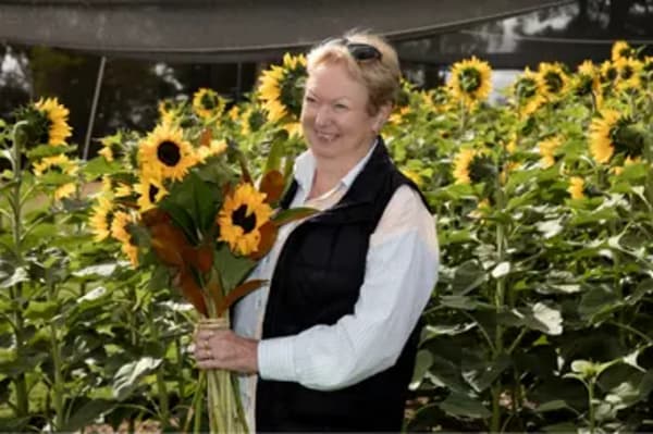 A person walking through blooming sunflowers at Mornington Green.