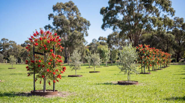 Rows of red bottlebrush and silver olive memorial trees in the Mornington Green Living Legacy Gardens.