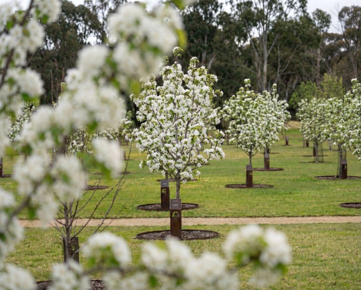 A peaceful walk through Mornington Green Living Legacy Gardens.