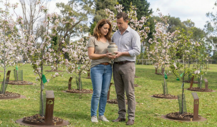 A couple holding an urn together among flowering cherry blossom memorial trees at Mornington Green.