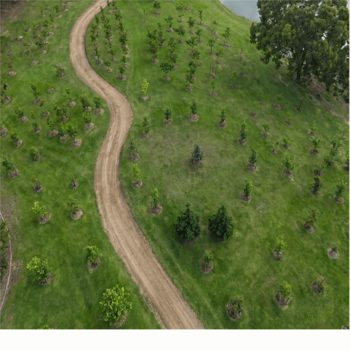 Aerial view of the protected Mornington Green gardens, with a winding path, young trees and a lake.