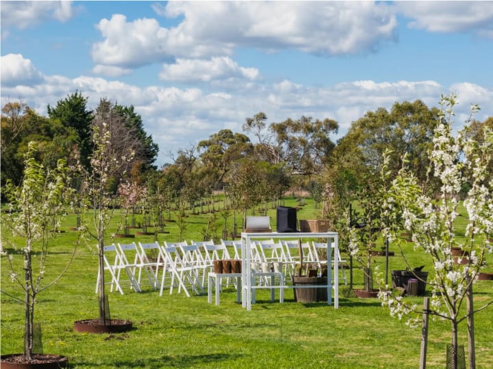 White ceremony chairs set up among blossoming young trees in the Mornington Green Living Legacy Garden.
