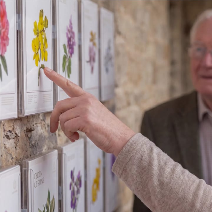 A man choosing from framed memorial tree species cards on a display wall at Mornington Green.