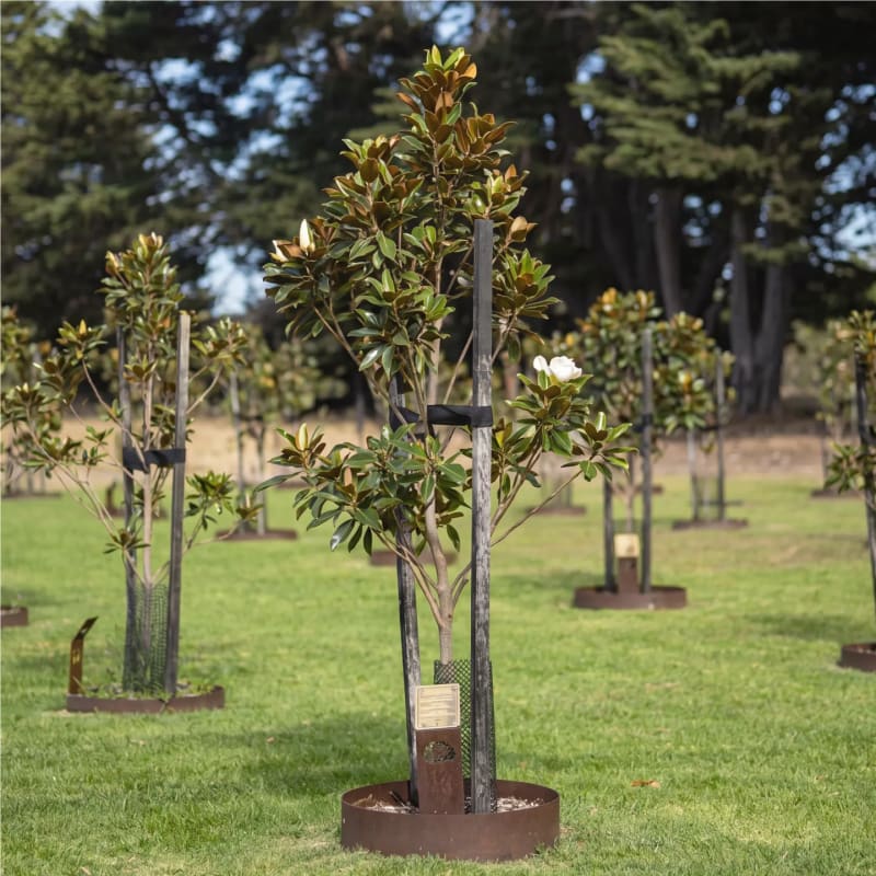 A family choosing their tree in the Mornington Green gardens.