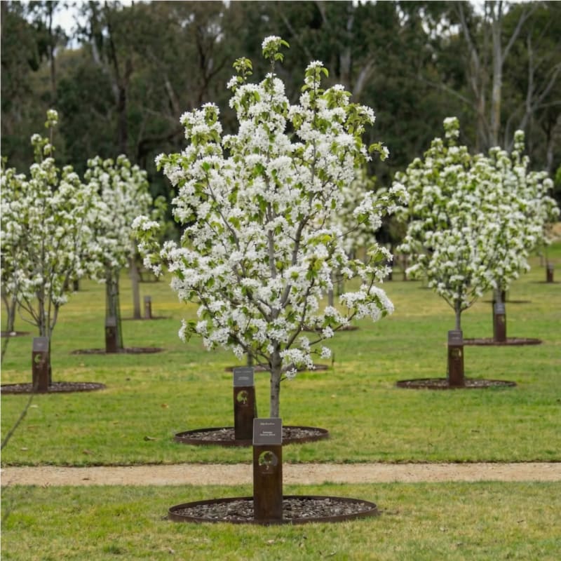 A blossoming Living Legacy Tree with its bronze plaque marker in the Mornington Green gardens.