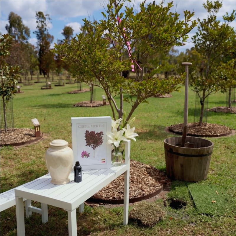 An urn and flowers set beside a young memorial tree ready for a planting ceremony at Mornington Green.